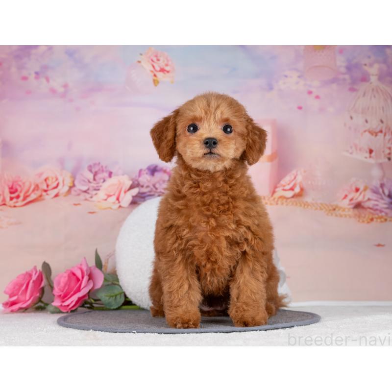 販売中の岐阜県のトイプードル-442920の5枚目