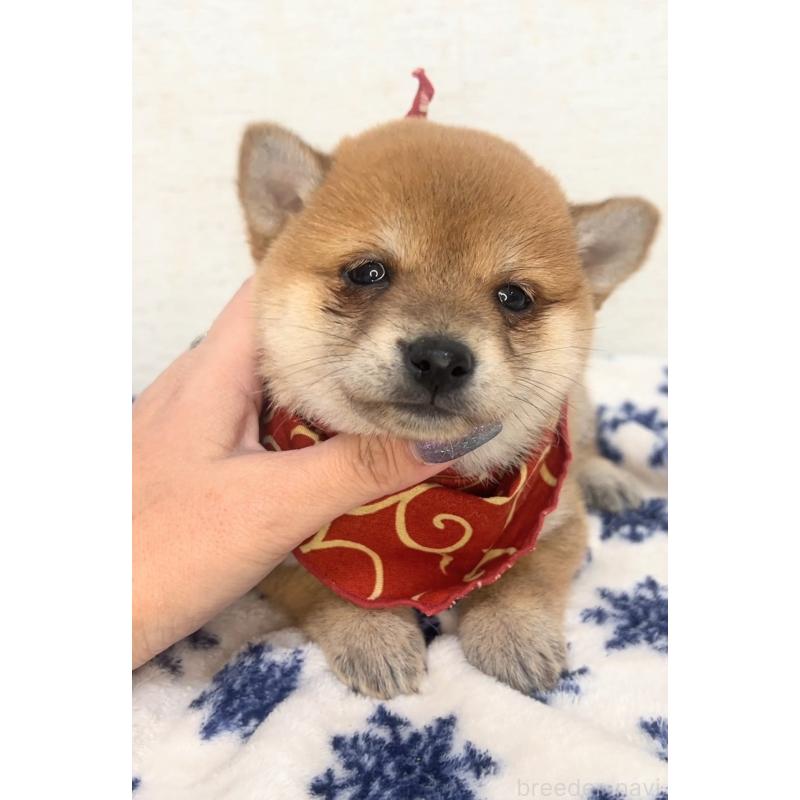 販売中の茨城県の豆柴-442921の5枚目