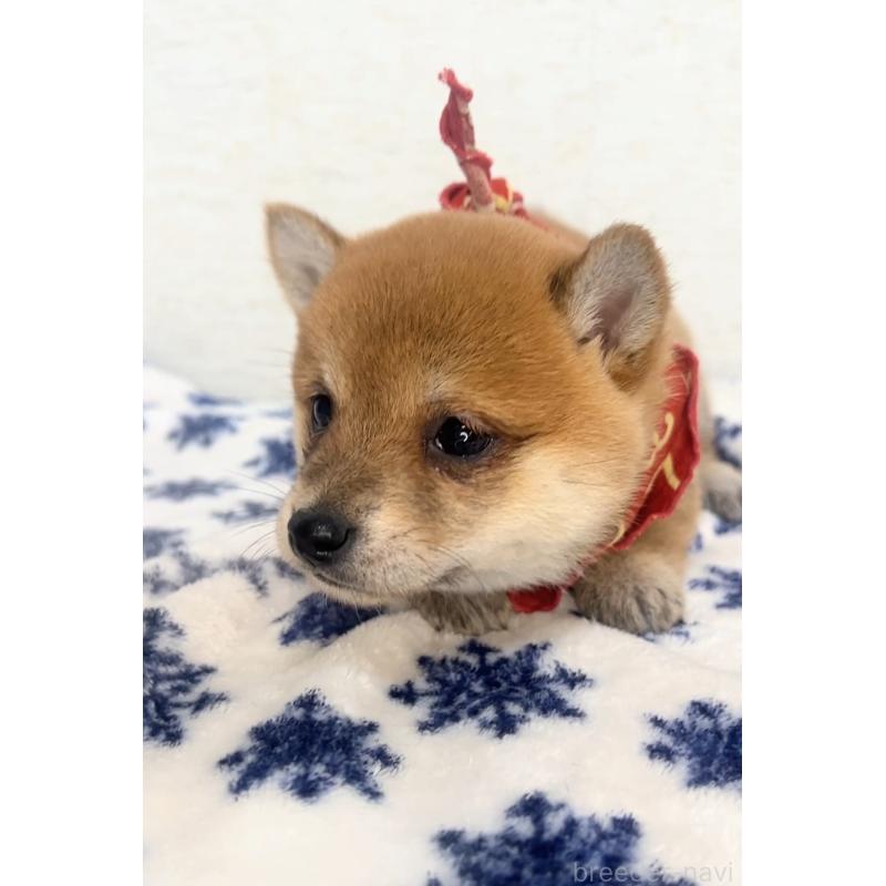 販売中の茨城県の豆柴-442921の3枚目