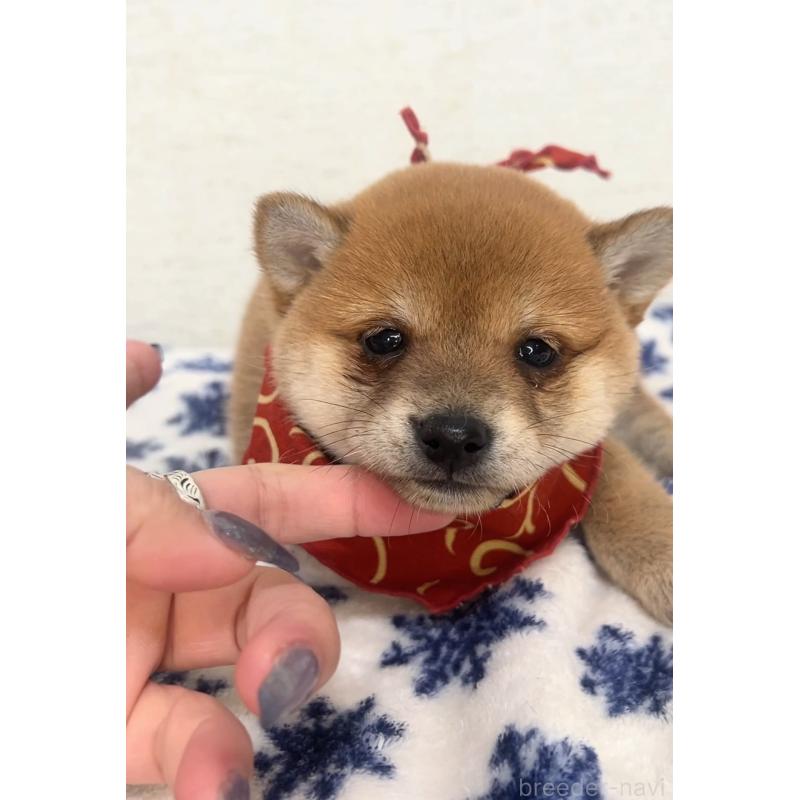 販売中の茨城県の豆柴-442921の2枚目