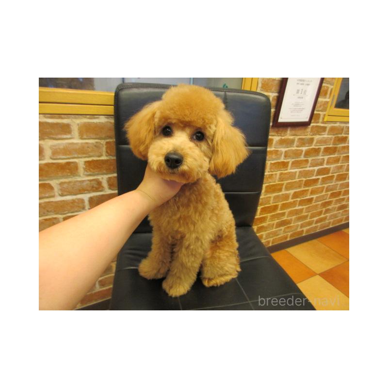 販売中の大阪府のトイプードル-399937の2枚目