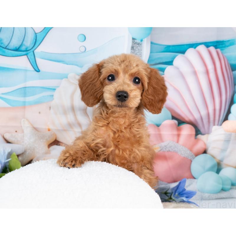 販売中の岐阜県のトイプードル-442922の7枚目