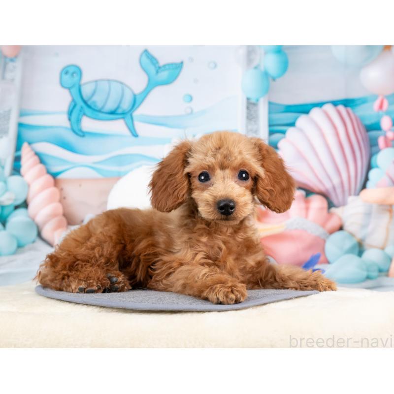 販売中の岐阜県のトイプードル-442922の6枚目