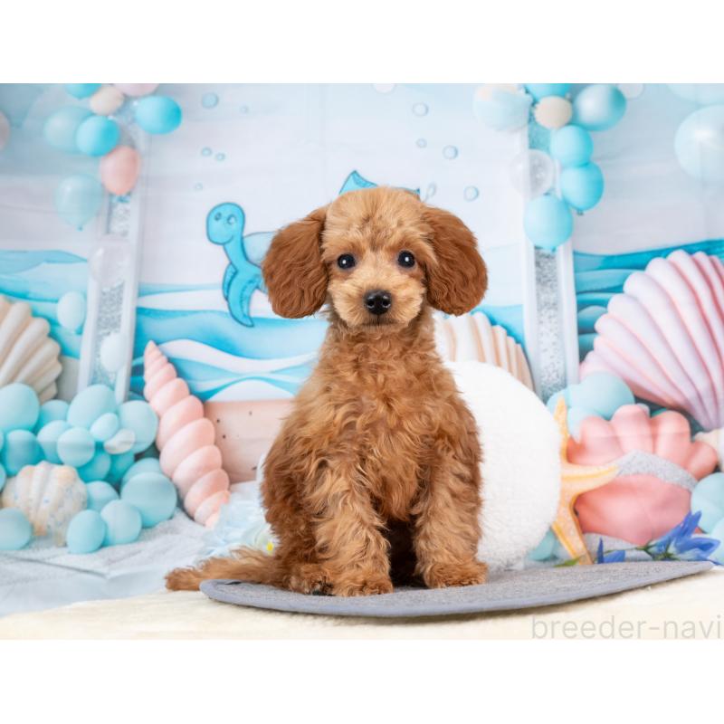 販売中の岐阜県のトイプードル-442922の4枚目