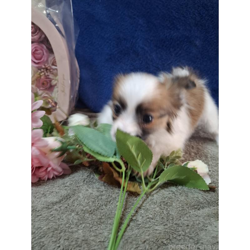 販売中の愛媛県のパピヨン-442923の25枚目