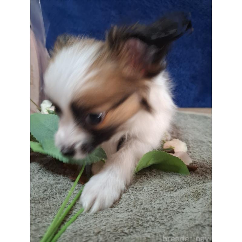 販売中の愛媛県のパピヨン-442923の23枚目