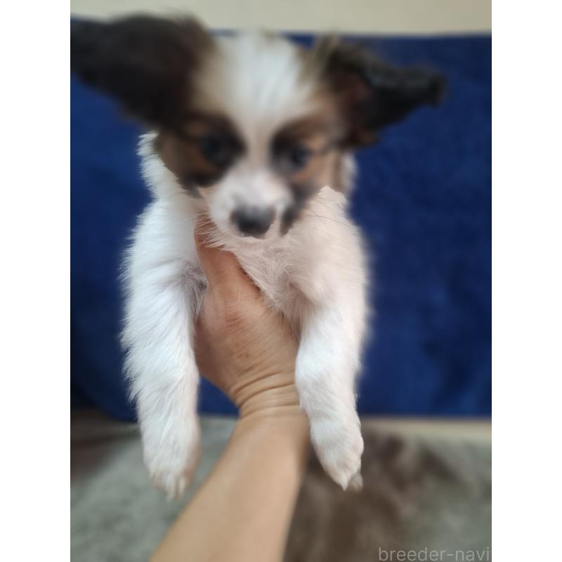 販売中の愛媛県のパピヨン-442923の22枚目