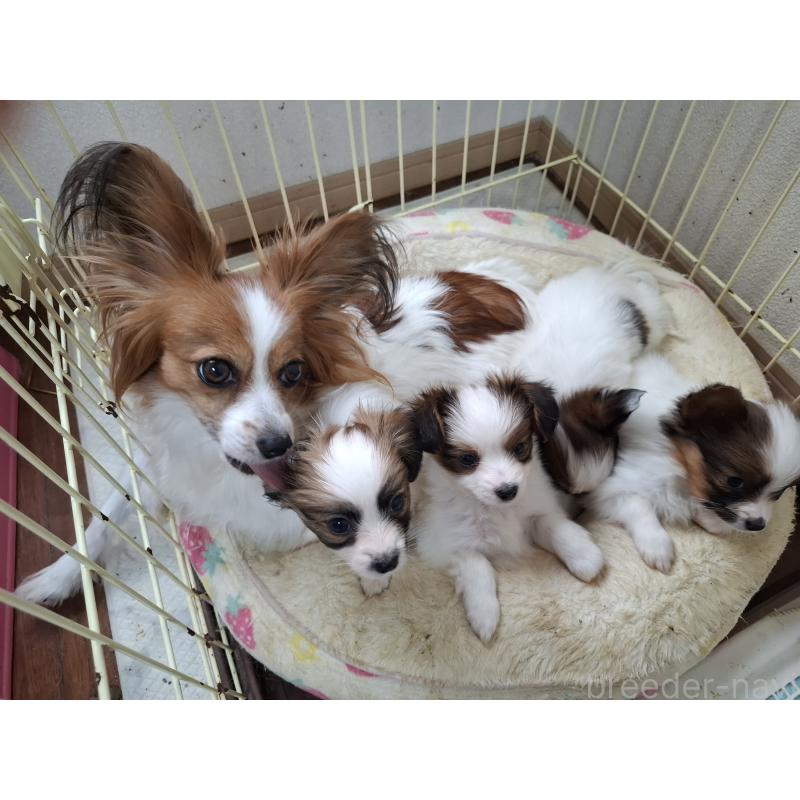 販売中の愛媛県のパピヨン-442923の21枚目