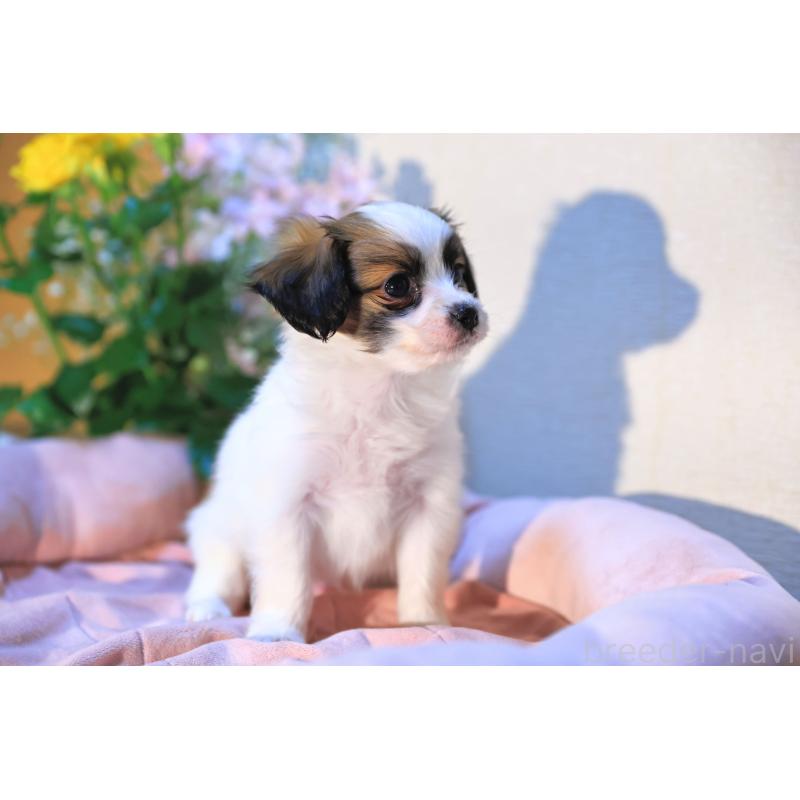 販売中の愛媛県のパピヨン-442923の19枚目