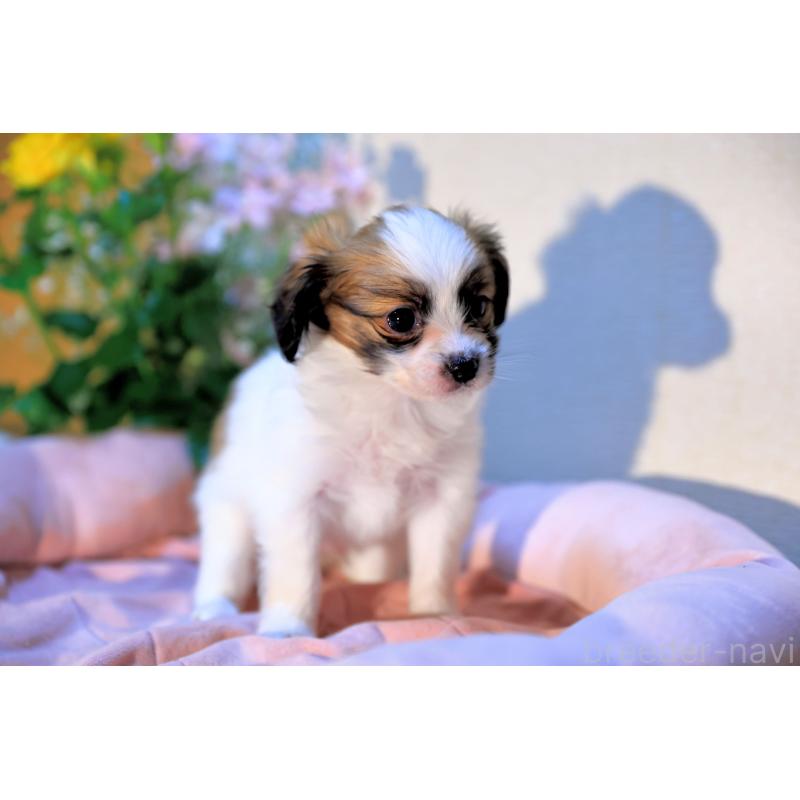 販売中の愛媛県のパピヨン-442923の18枚目