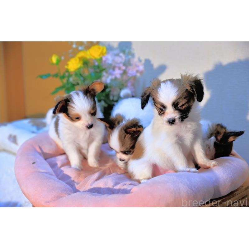 販売中の愛媛県のパピヨン-442923の17枚目