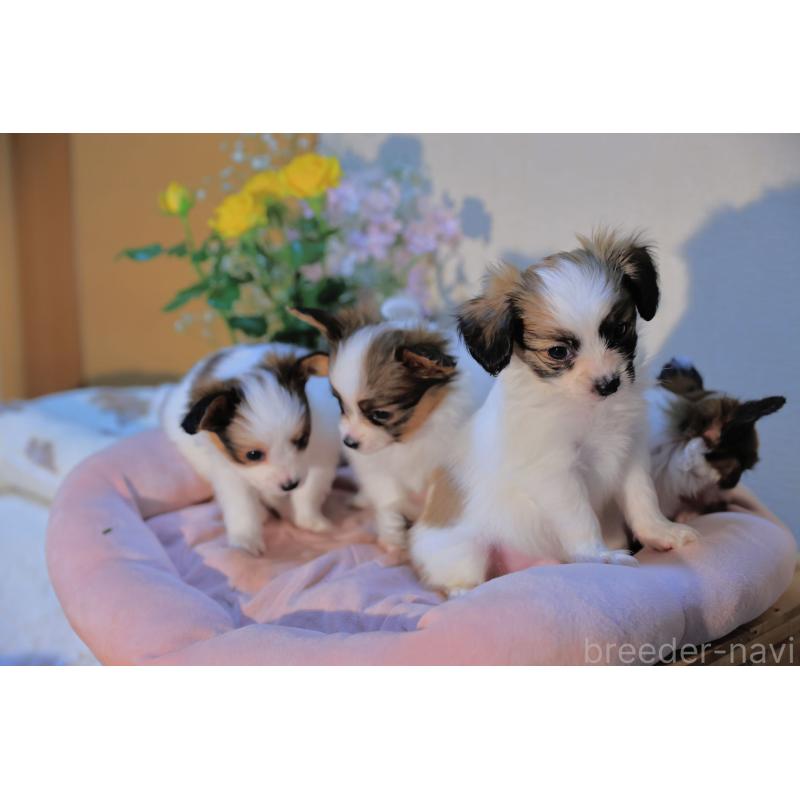 販売中の愛媛県のパピヨン-442923の16枚目