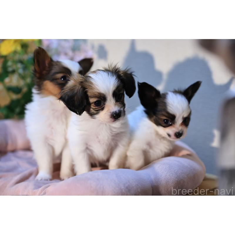 販売中の愛媛県のパピヨン-442923の15枚目