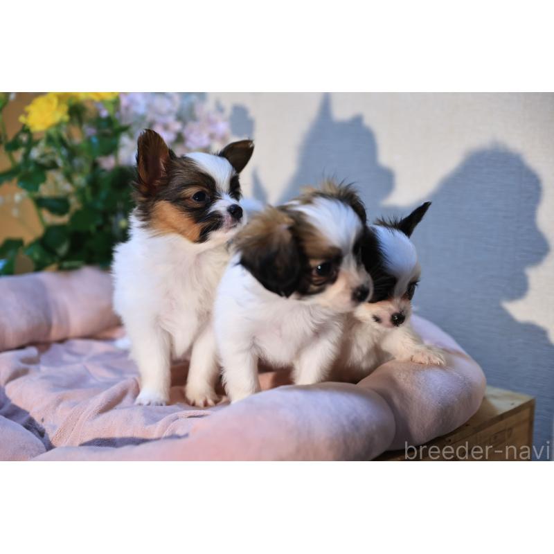 販売中の愛媛県のパピヨン-442923の13枚目