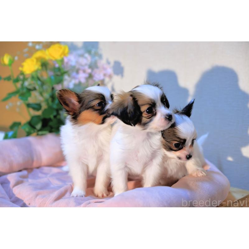 販売中の愛媛県のパピヨン-442923の12枚目