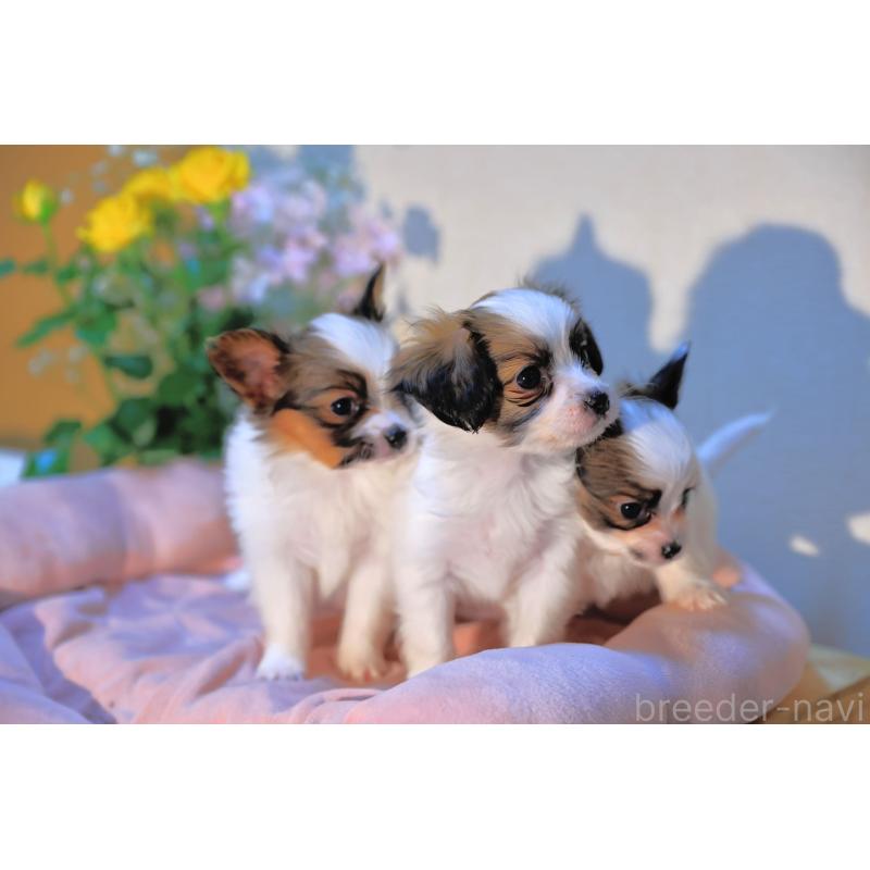 販売中の愛媛県のパピヨン-442923の11枚目