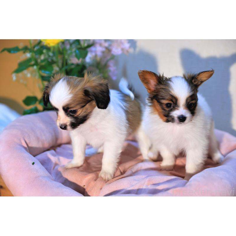 販売中の愛媛県のパピヨン-442923の10枚目