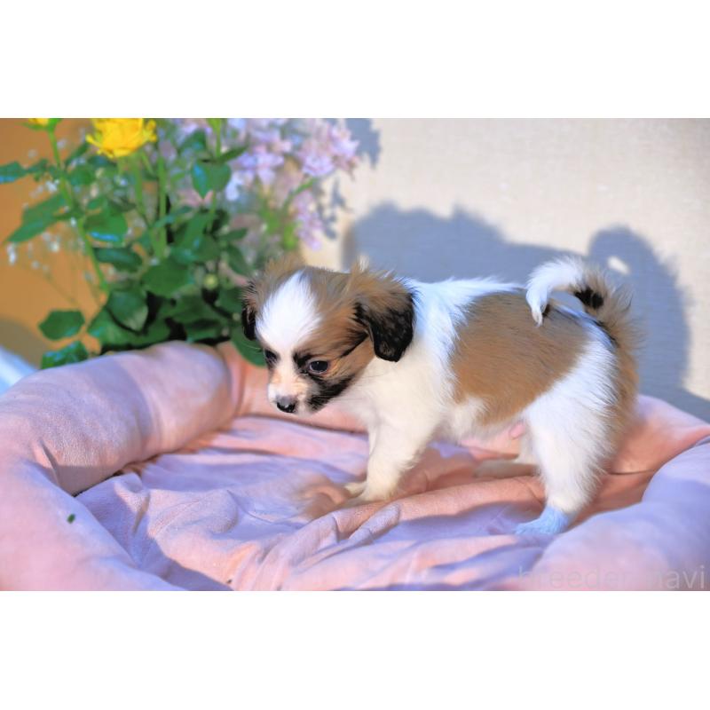 販売中の愛媛県のパピヨン-442923の9枚目