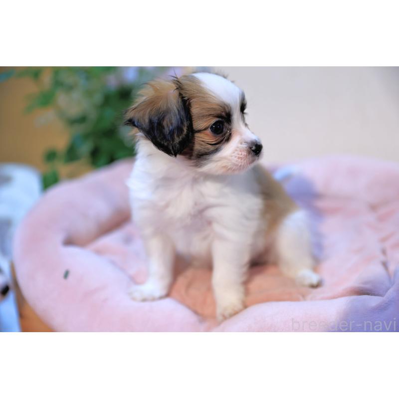 販売中の愛媛県のパピヨン-442923の6枚目