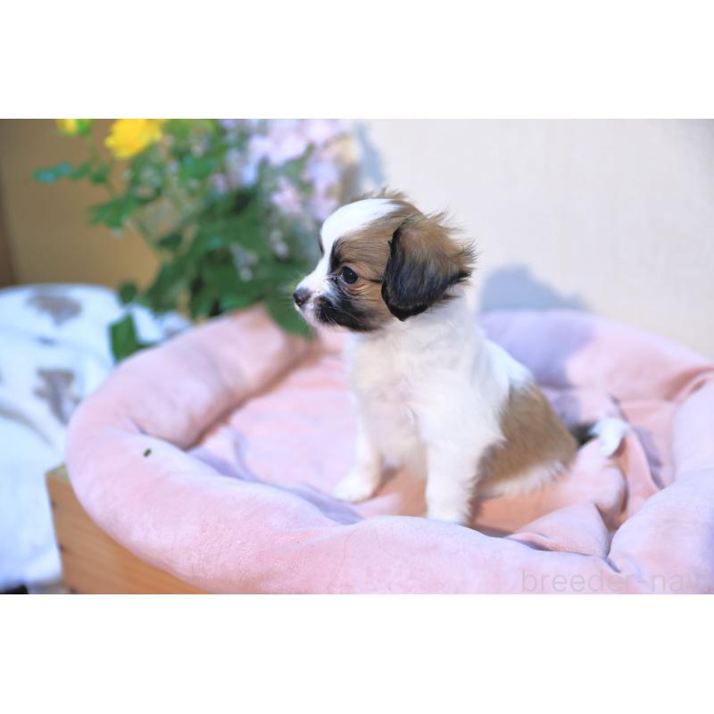 販売中の愛媛県のパピヨン-442923の4枚目