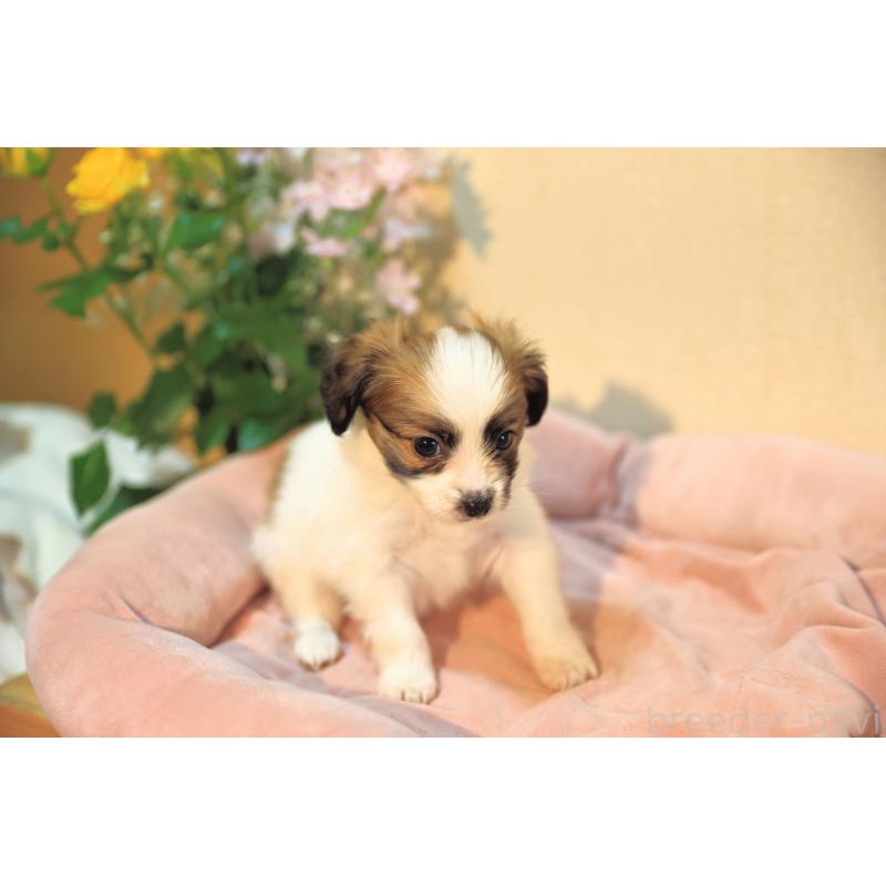 販売中の愛媛県のパピヨン-442923の3枚目