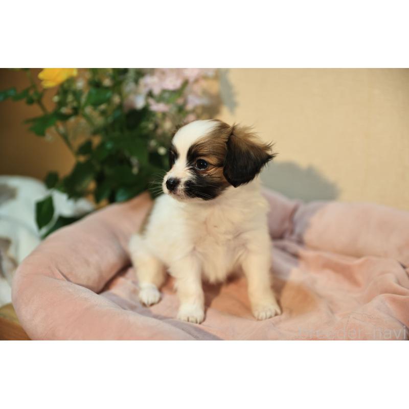 販売中の愛媛県のパピヨン-442923の2枚目