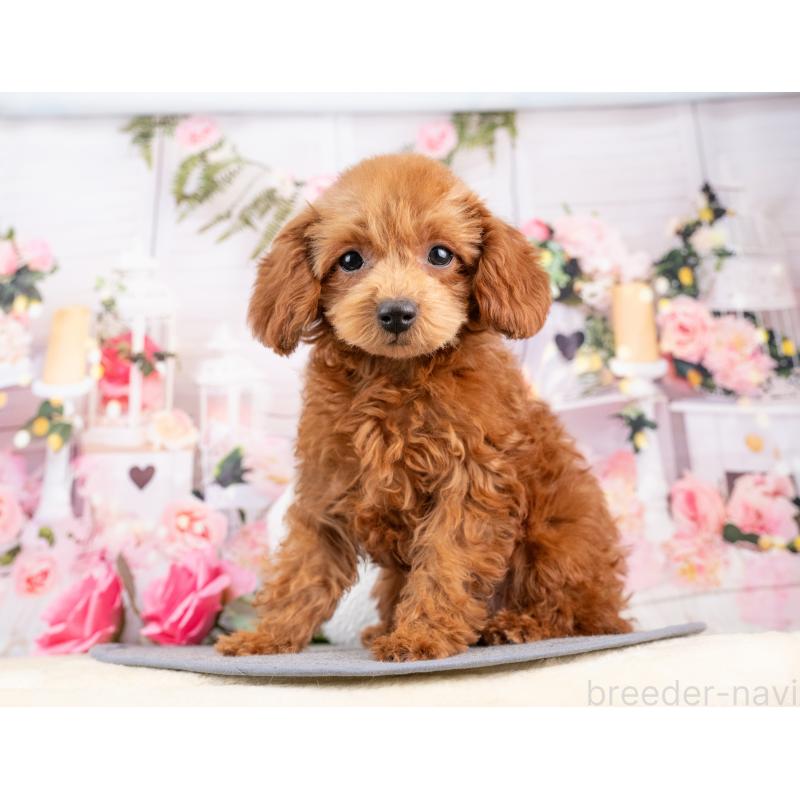 販売中の岐阜県のトイプードル-442924の4枚目