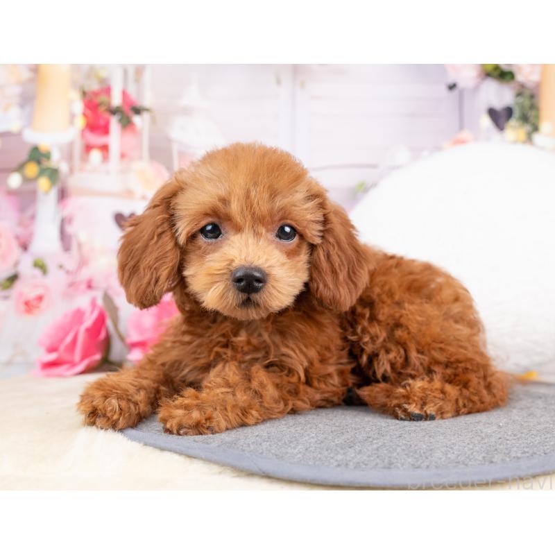 販売中の岐阜県のトイプードル-442924の3枚目