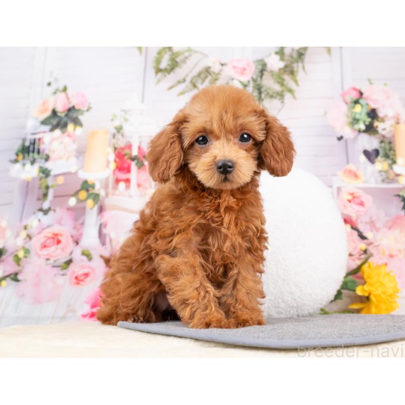 販売中の岐阜県のトイプードル-442924の2枚目