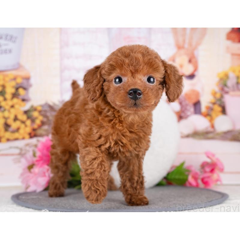 販売中の岐阜県のトイプードル-442925の7枚目