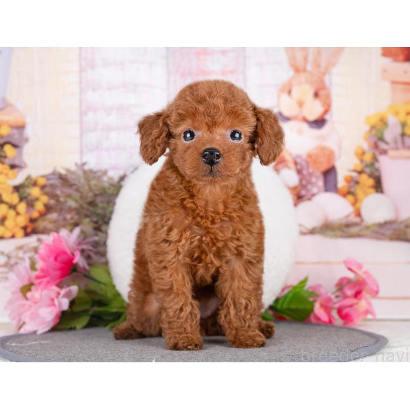 販売中の岐阜県のトイプードル-442925の5枚目