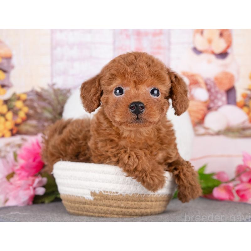 販売中の岐阜県のトイプードル-442925の4枚目