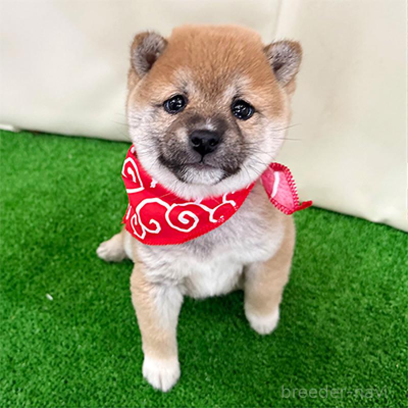 販売中の神奈川県の豆柴-442214