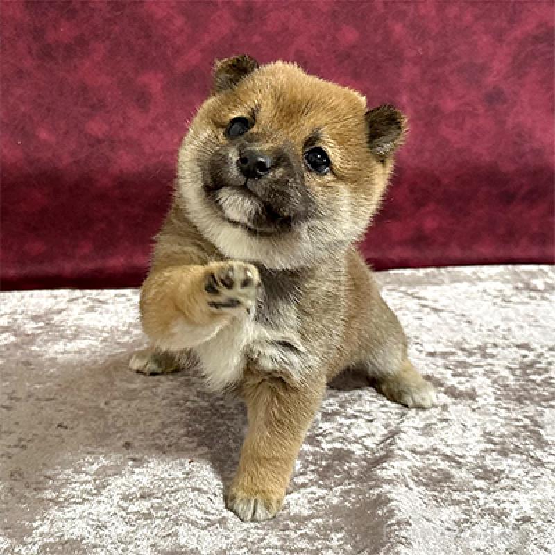 販売中の神奈川県の豆柴-442926の1枚目