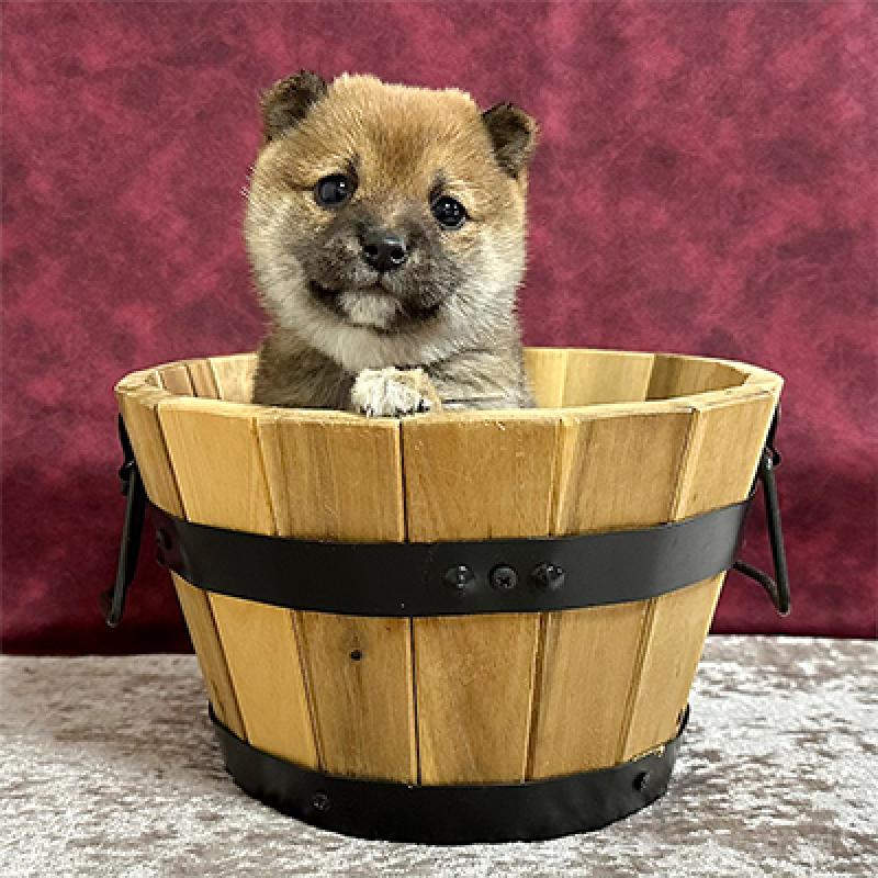 販売中の神奈川県の豆柴-442926の4枚目