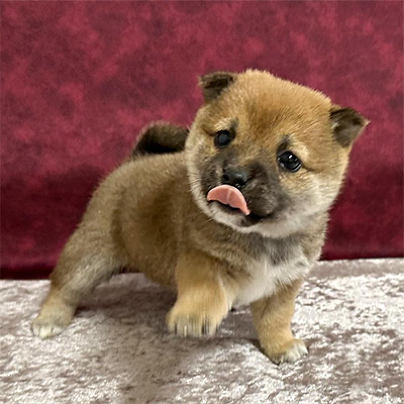 販売中の神奈川県の豆柴-442926の3枚目