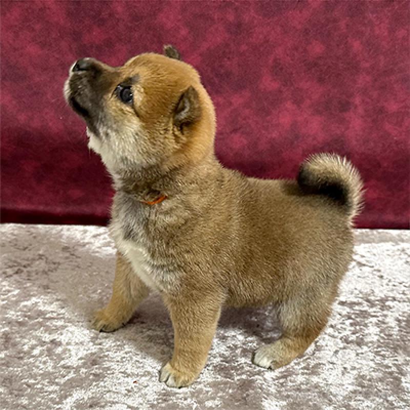 販売中の神奈川県の豆柴-442926の2枚目