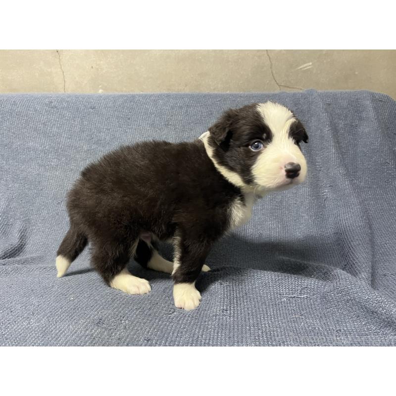 商談中の福岡県のボーダーコリー-442928の5枚目