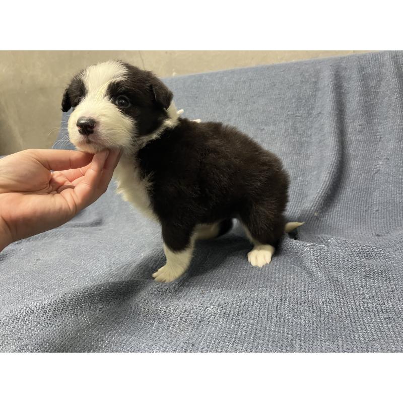 商談中の福岡県のボーダーコリー-442928の4枚目