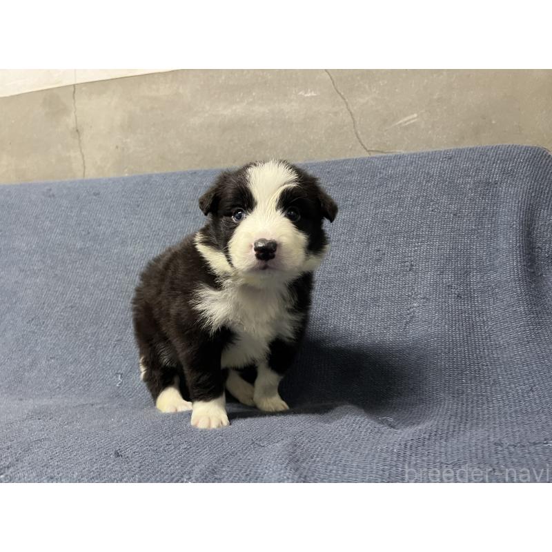 商談中の福岡県のボーダーコリー-442928の3枚目