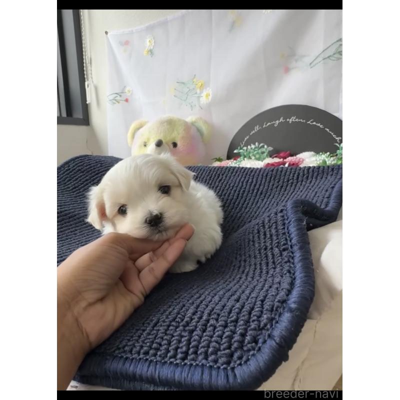 商談中の福岡県のマルチーズ-440409の5枚目