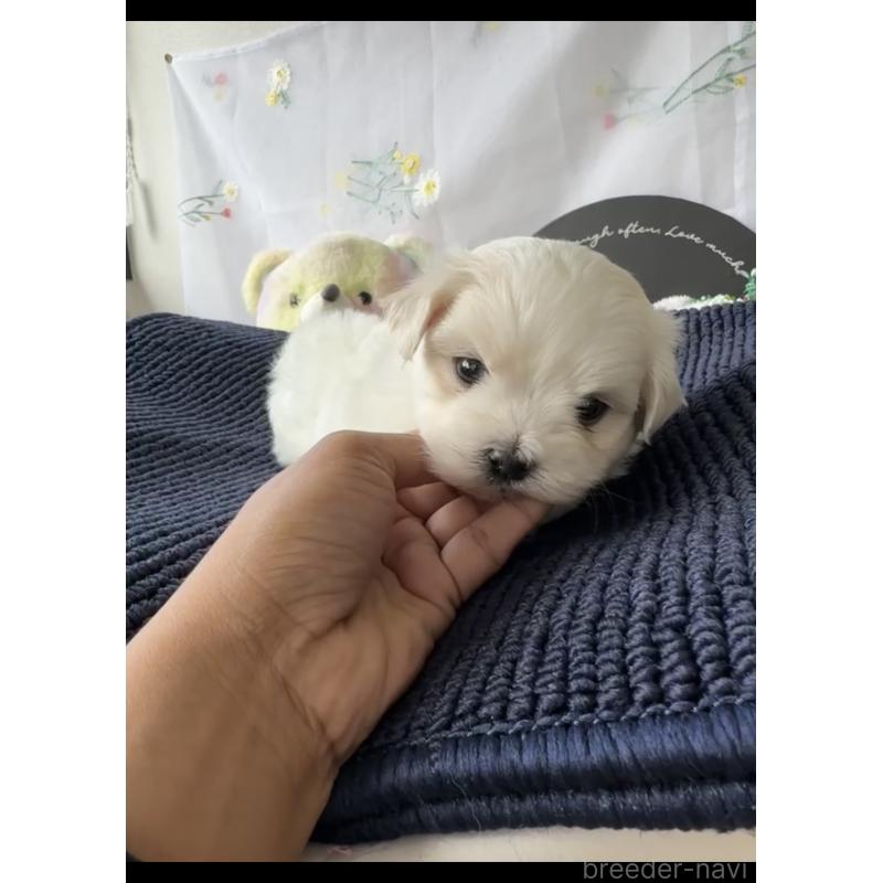 商談中の福岡県のマルチーズ-440409の3枚目