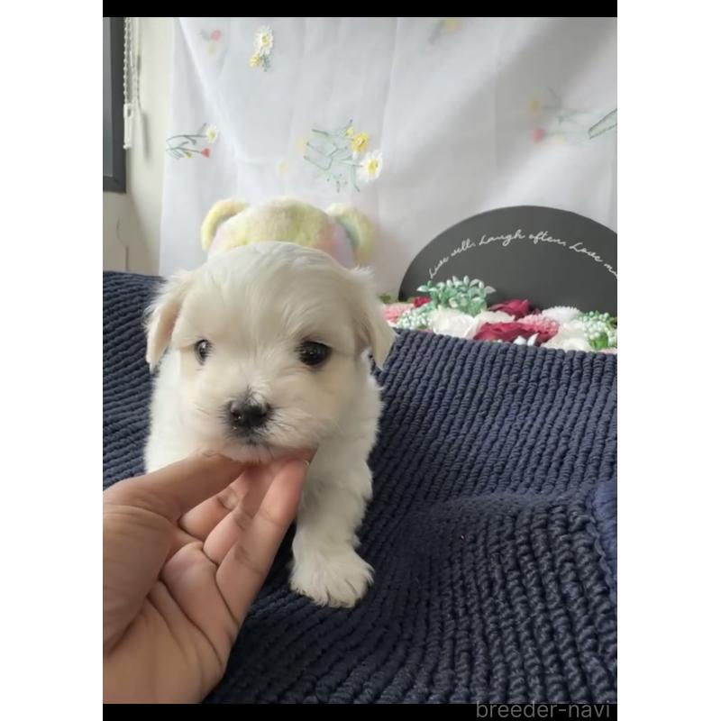 商談中の福岡県のマルチーズ-440409の2枚目