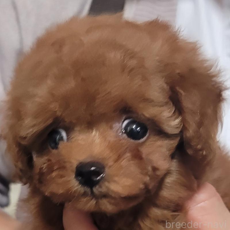 成約済の大阪府のミディアムプードル-442927の1枚目