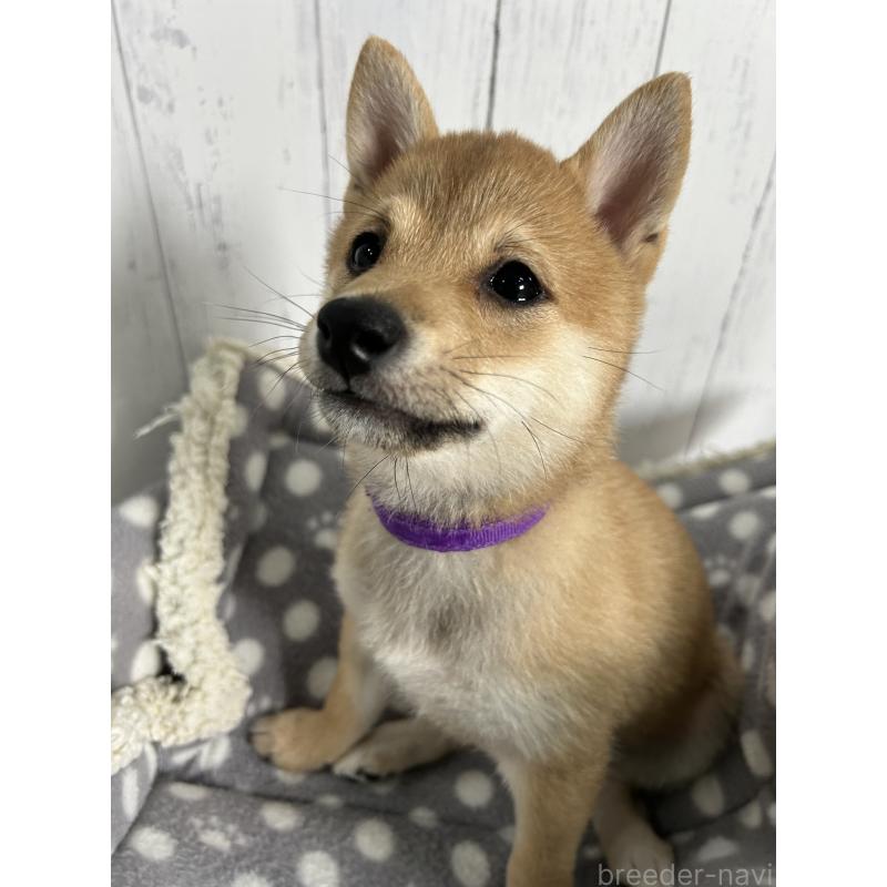 販売中の鹿児島県の豆柴-432162の3枚目