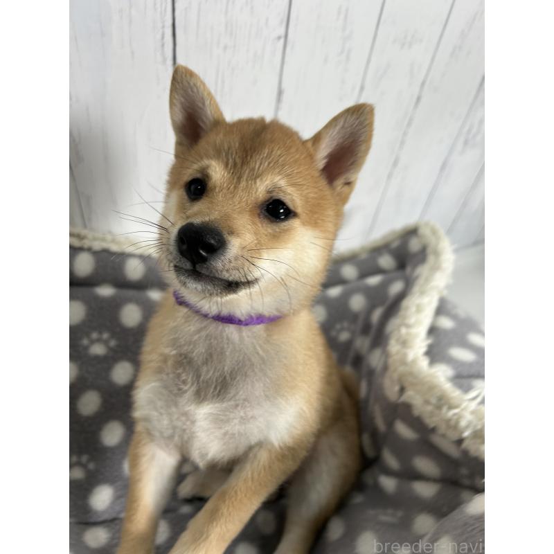 販売中の鹿児島県の豆柴-432162の2枚目