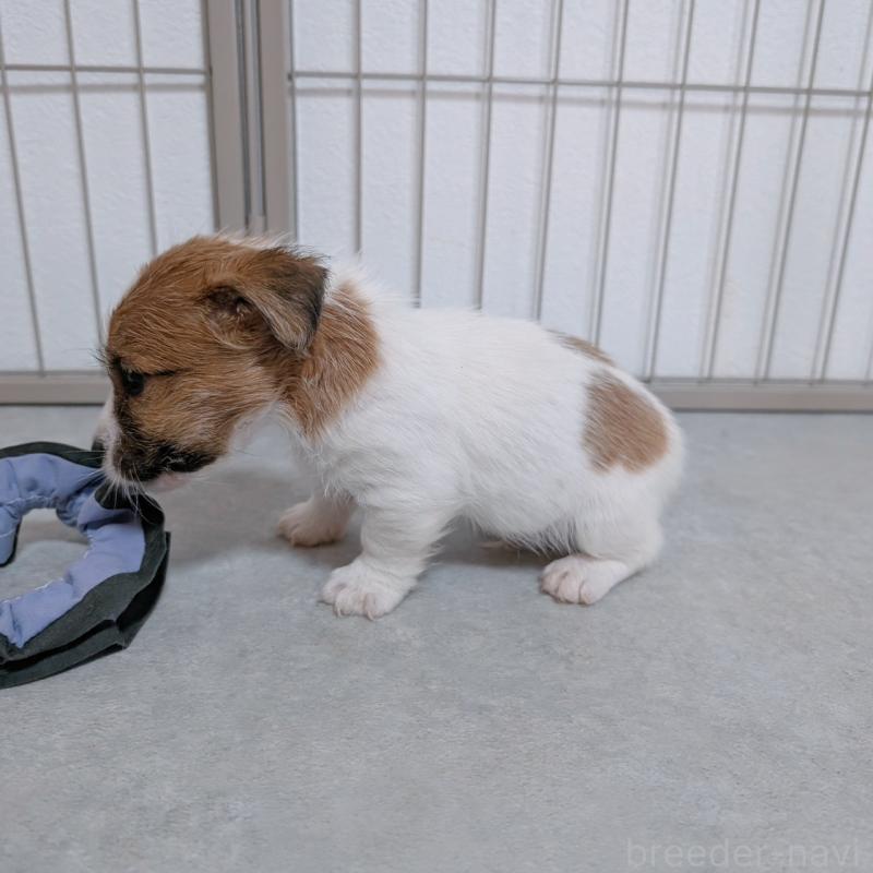 販売中の長崎県のジャックラッセルテリア-442930の7枚目