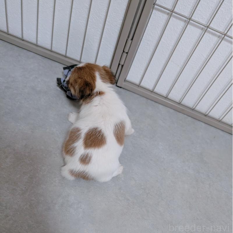 販売中の長崎県のジャックラッセルテリア-442930の5枚目