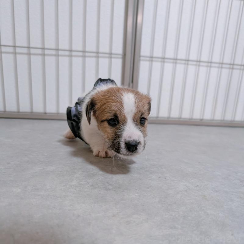 販売中の長崎県のジャックラッセルテリア-442930の4枚目