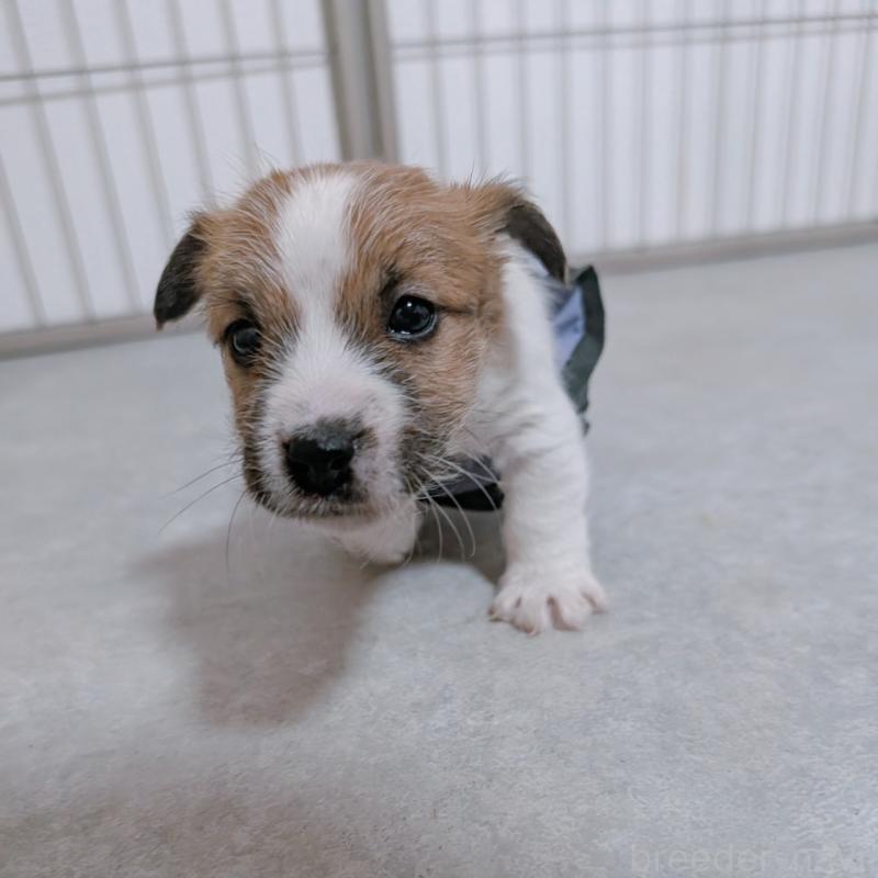 販売中の長崎県のジャックラッセルテリア-442930の2枚目